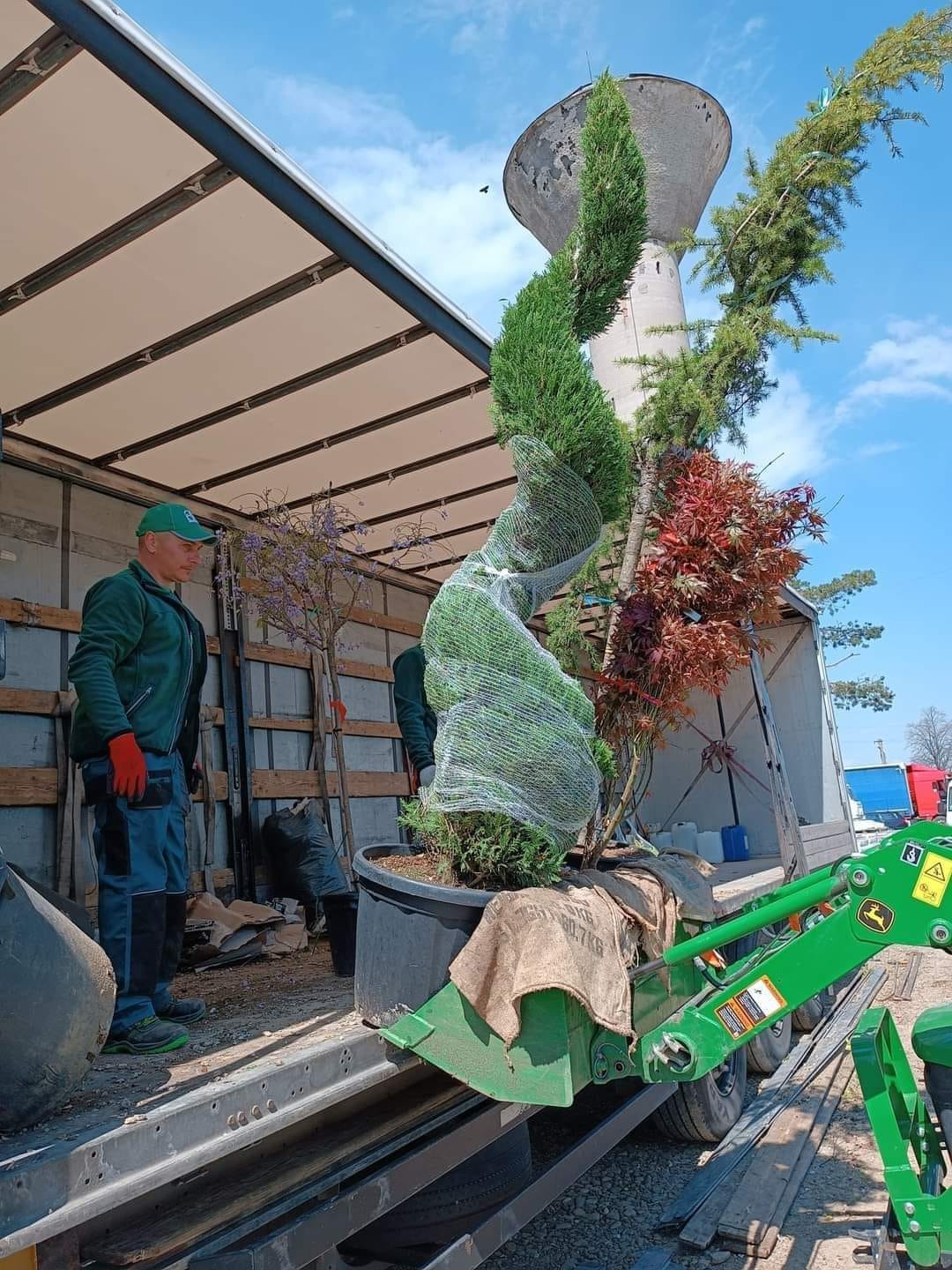 Plante decorative, copăcei și arbuști de calitate premium.