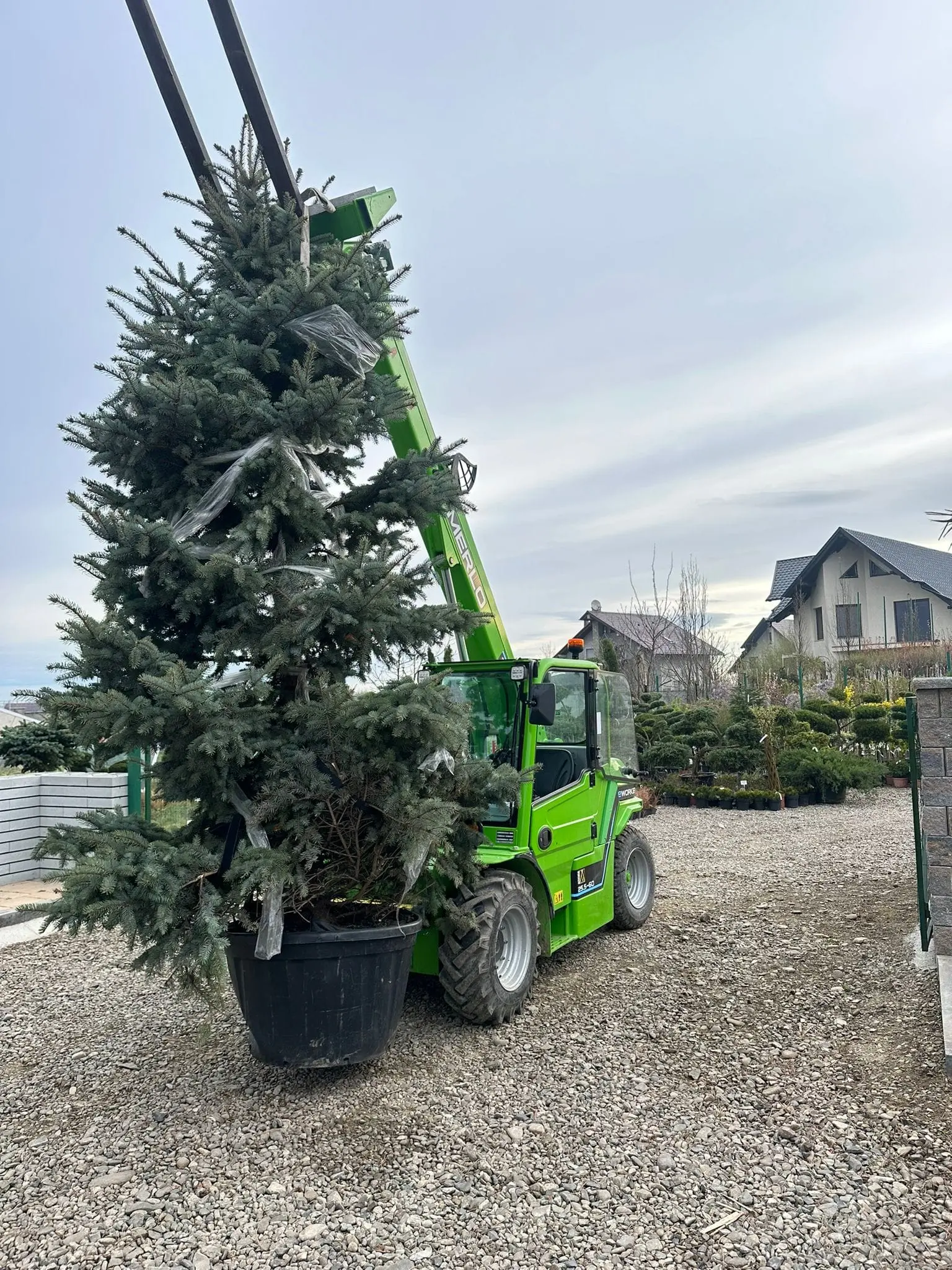 plante-green-garden-bucovina